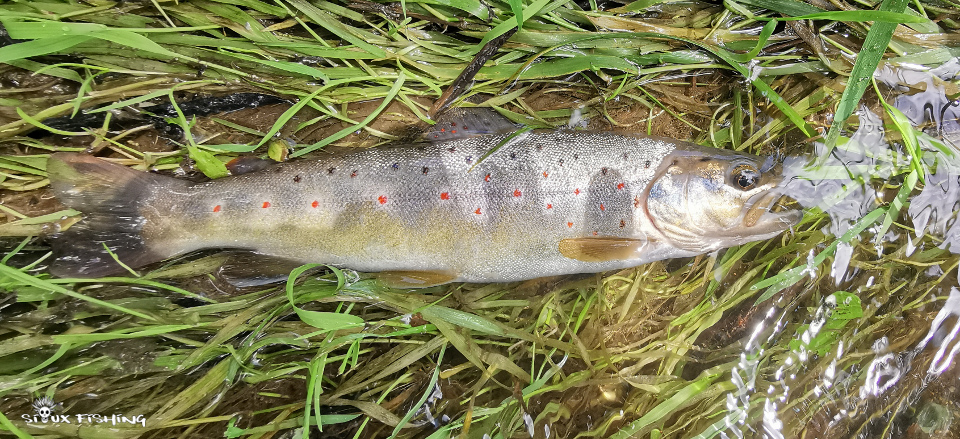 Truite du Haut Clunysois